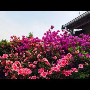 Meet your Posher, Wengweng